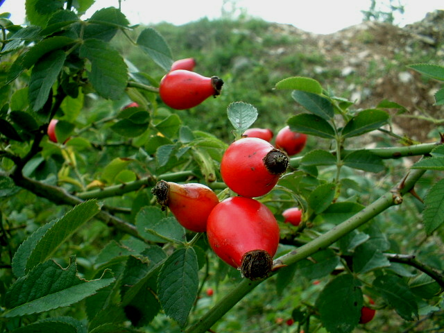 Rosso d''autunno